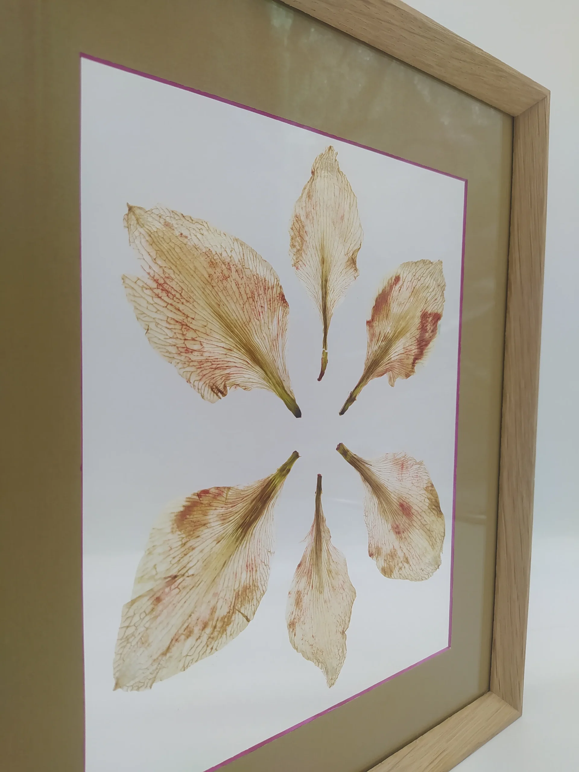 Herbier entre deux verres - réalisé à l'Atelier Histoire d'Art - Lyon - Caluire